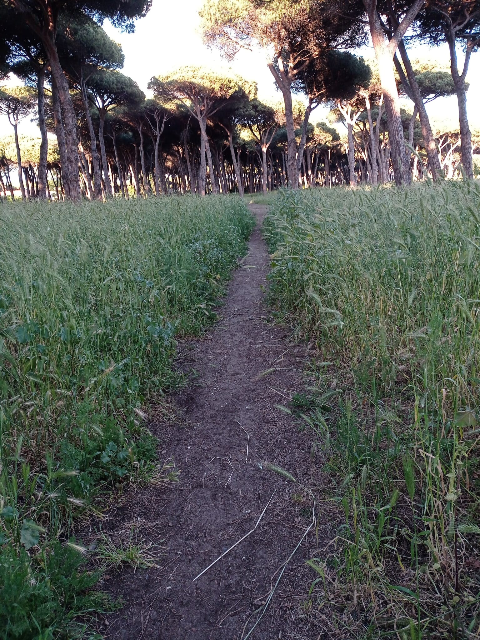 Italia dei Diritti denuncia il degrado del parco Clemente Riva a Ostia, superficialità o incompetenza amministrativa?
